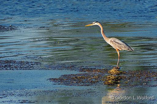 Heron In the River_DSCF02093.jpg - Great Blue Heron (Ardea herodias) photographed along the Rideau Canal Waterway near Smiths Falls, Ontario, Canada.